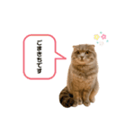 ごまきちのスタンプ（個別スタンプ：24）