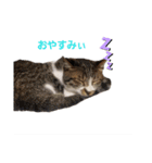 ろとにゃんスタンプ（個別スタンプ：1）