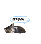 ろとにゃんスタンプ（個別スタンプ：10）