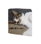 ろとにゃんスタンプ（個別スタンプ：16）