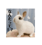津田家のらてともか（個別スタンプ：2）