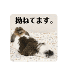津田家のらてともか（個別スタンプ：5）