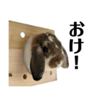 津田家のらてともか（個別スタンプ：16）
