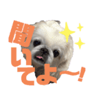 4ペキニーズLIFE！（個別スタンプ：2）