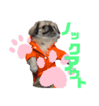 4ペキニーズLIFE！（個別スタンプ：5）