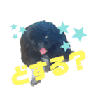 4ペキニーズLIFE！（個別スタンプ：7）