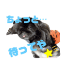 4ペキニーズLIFE！（個別スタンプ：8）