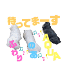 4ペキニーズLIFE！（個別スタンプ：9）