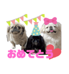 4ペキニーズLIFE！（個別スタンプ：10）