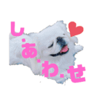 4ペキニーズLIFE！（個別スタンプ：13）