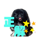 4ペキニーズLIFE！（個別スタンプ：16）