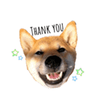 柴犬のしばおくん☆（個別スタンプ：1）