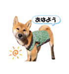柴犬のしばおくん☆（個別スタンプ：2）