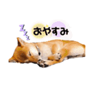 柴犬のしばおくん☆（個別スタンプ：3）
