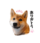 柴犬のしばおくん☆（個別スタンプ：4）