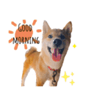 柴犬のしばおくん☆（個別スタンプ：5）
