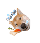 柴犬のしばおくん☆（個別スタンプ：6）