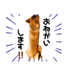 柴犬のしばおくん☆（個別スタンプ：7）