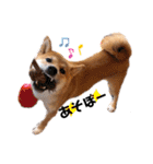 柴犬のしばおくん☆（個別スタンプ：8）