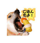 柴犬のしばおくん☆（個別スタンプ：9）
