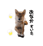 柴犬のしばおくん☆（個別スタンプ：10）