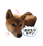 柴犬のしばおくん☆（個別スタンプ：11）