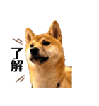 柴犬のしばおくん☆（個別スタンプ：12）