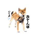 柴犬のしばおくん☆（個別スタンプ：13）