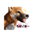 柴犬のしばおくん☆（個別スタンプ：14）