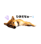 柴犬のしばおくん☆（個別スタンプ：16）