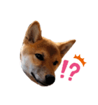 柴犬のしばおくん☆（個別スタンプ：18）