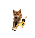 柴犬のしばおくん☆（個別スタンプ：19）