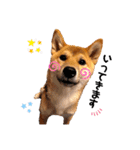 柴犬のしばおくん☆（個別スタンプ：20）