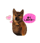 柴犬のしばおくん☆（個別スタンプ：21）