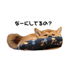 柴犬のしばおくん☆（個別スタンプ：22）