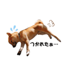 柴犬のしばおくん☆（個別スタンプ：23）