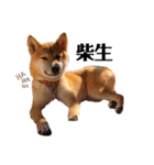 柴犬のしばおくん☆（個別スタンプ：24）