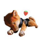 柴犬のしばおくん☆（個別スタンプ：25）