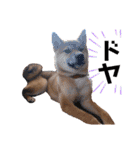 柴犬のしばおくん☆（個別スタンプ：26）