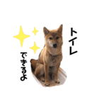 柴犬のしばおくん☆（個別スタンプ：27）