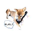 柴犬のしばおくん☆（個別スタンプ：29）