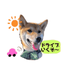柴犬のしばおくん☆（個別スタンプ：30）