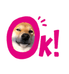 柴犬のしばおくん☆（個別スタンプ：31）