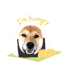 柴犬のしばおくん☆（個別スタンプ：33）
