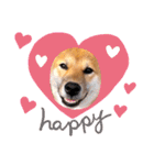 柴犬のしばおくん☆（個別スタンプ：34）