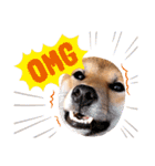 柴犬のしばおくん☆（個別スタンプ：35）