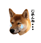 柴犬のしばおくん☆（個別スタンプ：36）