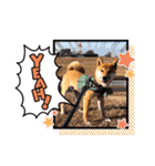 柴犬のしばおくん☆（個別スタンプ：37）