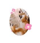 柴犬のしばおくん☆（個別スタンプ：38）