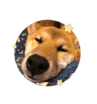 柴犬のしばおくん☆（個別スタンプ：39）